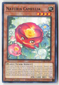 Naturia Camellia DABL-EN021 1st Edition Common Moderately Played